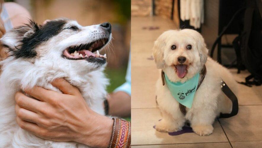 Bazar Canino en Guatemala por el D&iacute;a Mundial del Perro 2024