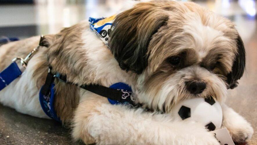 Bazar para mascotas en Guatemala, un espacio para consentir a los peluditos | Julio 2024