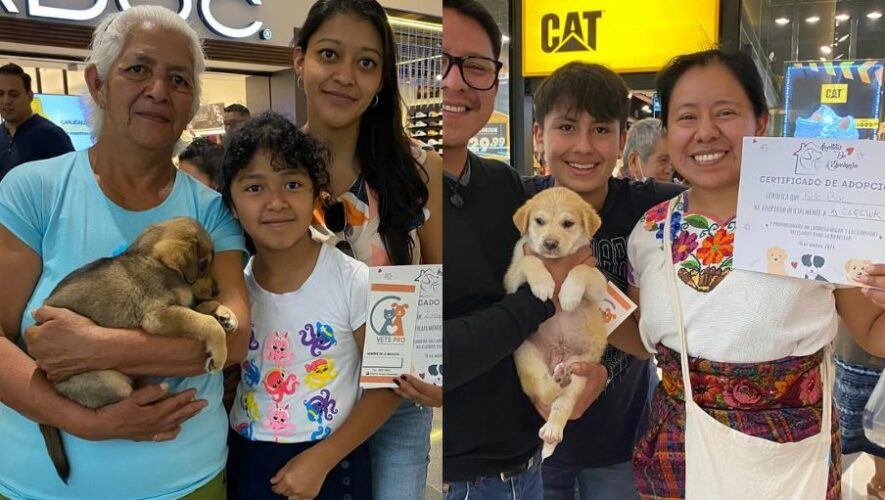 Jornada de adopciones por el D&iacute;a Mundial del Perro 2024 en la Ciudad de Guatemala
