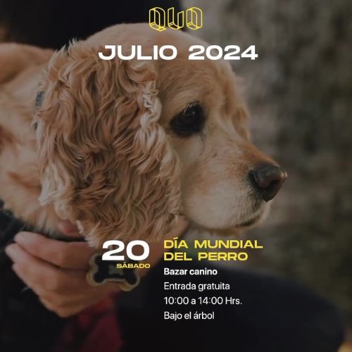 Este 2024 Bazar Canino en Guatemala