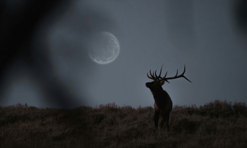 Descripción de la foto para personas con discapacidad visual: un meteoro iluminando el cielo. (Crédito: International Meteor Organization)
