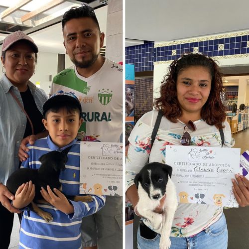 Jornada de adopciones por el Día Mundial del Perro 2024 Guatemala