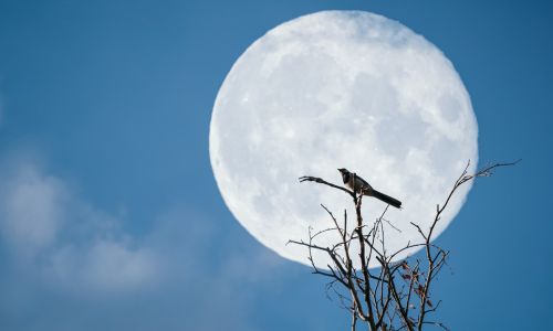 Luna llena del Ciervo de julio 2024 Guatemala