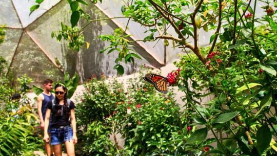 Mariposario de Reserva Natural de Atitlán