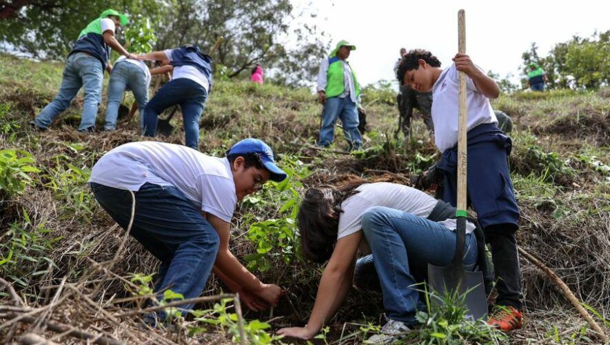 Reforestaci&oacute;n Urbana 2024 por una Guatemala m&aacute;s verde