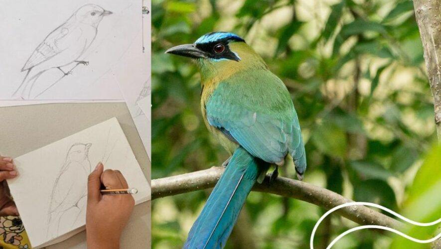 Taller art&iacute;stico 2024 en Guatemala: ilustraci&oacute;n y aprendizaje de aves