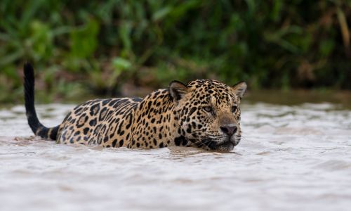 Video avistamientos de cachorros de jaguar en Petén