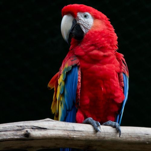 El Festival de las Guacamayas en Petén