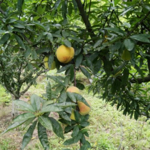 El Festival del Melocotón y Sabores de Lomas en Quetzaltenango este 2024