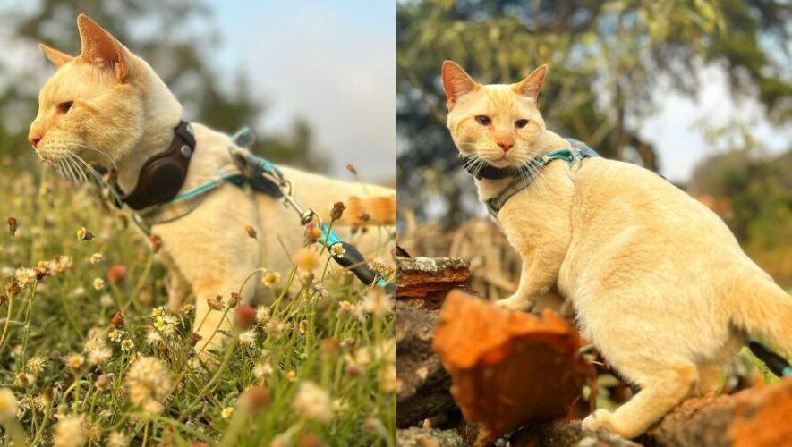 Primer Festival Gatuno en Guatemala &laquo;Miautastic Fest&raquo; este 2024 en Ciudad Cayal&aacute;