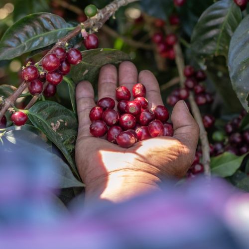 Emprendimiento Gento Coffe de Guatemala