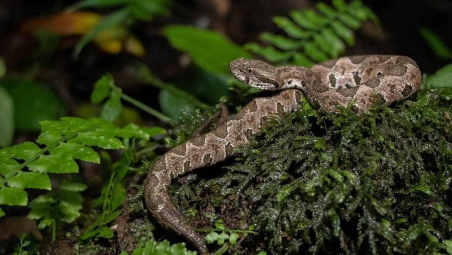 Exhibici&oacute;n de animales ex&oacute;ticos en Guatemala | Agosto 2024