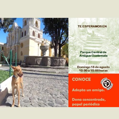 Feria de Adopción de Mascotas 2024