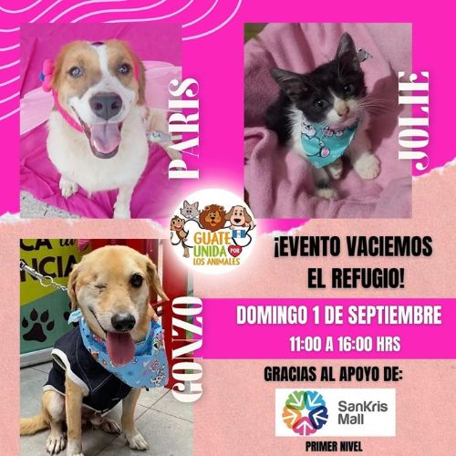 Feria de adopción de perros y gatos en Guatemala 2024