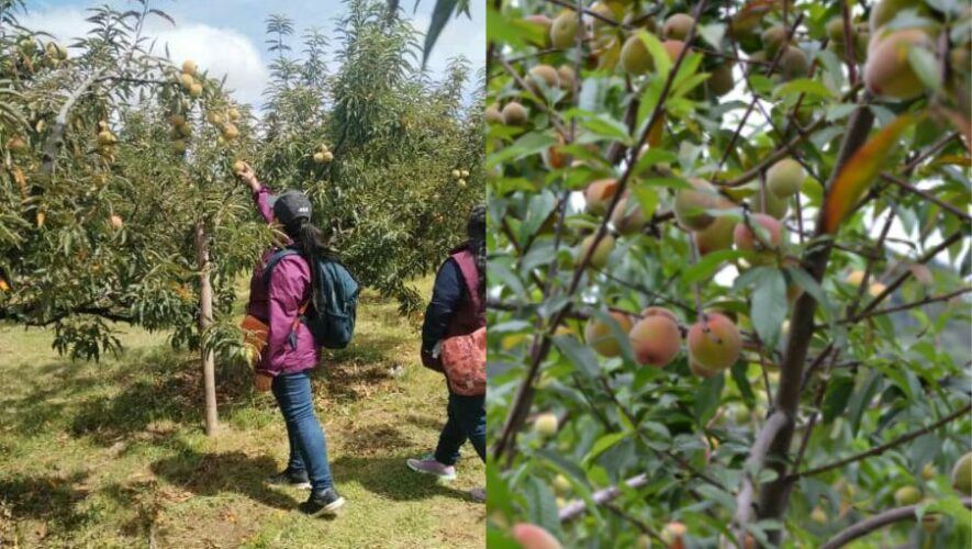 Festival del Melocot&oacute;n y Sabores de Lomas en Quetzaltenango este 2024