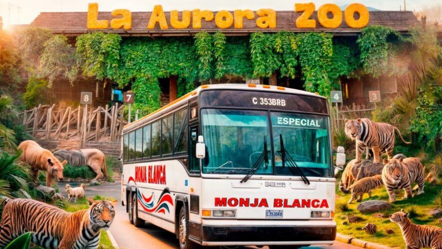 Tour desde Cob&aacute;n hacia el Zool&oacute;gico La Aurora este 2024 con Transportes Monja Blanca
