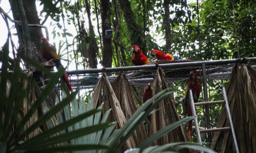 Pichones de guacamaya roja fueron liberados Petén