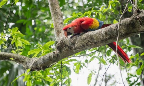 Pichones de guacamaya roja fueron liberados en Petén 2024