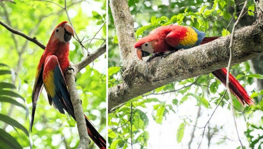 Pichones de guacamaya roja fueron liberados en Petén