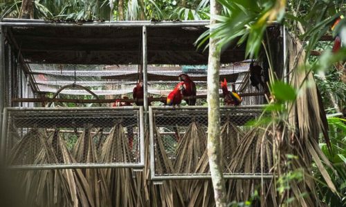 Pichones de guacamaya roja fueron liberados en Petén en septiembre 2024