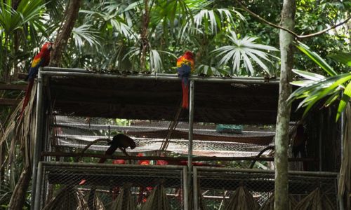 Pichones de guacamaya roja fueron liberados en Petén septiembre 2024