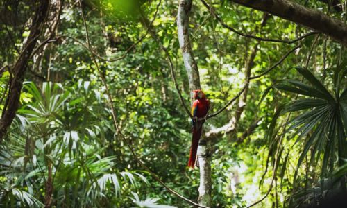 Pichones de guacamaya roja fueron liberados en la Reserva de la Biósfera Maya Petén