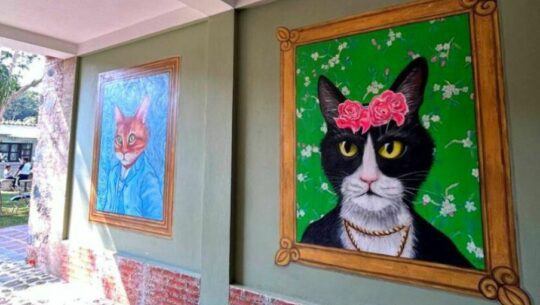 Antigua Cat Café