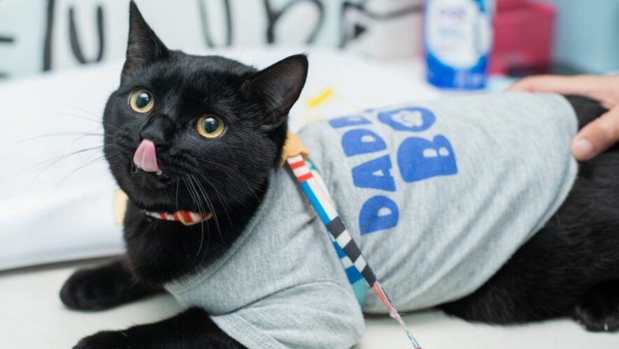 Castraci&oacute;n felina para gatos negros en Guatemala