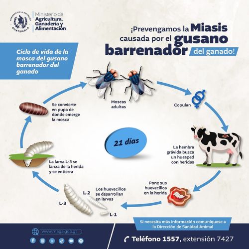 Declararon Estado de Emergencia por brotes de gusano barrenador del ganado en Guatemala