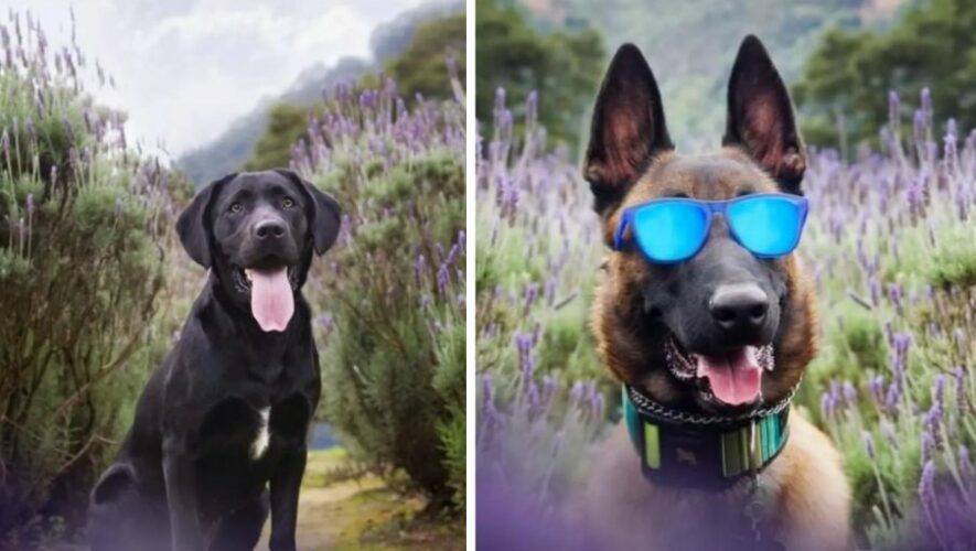 D&iacute;a de Mascotas 2024 en Jardines de Provenza