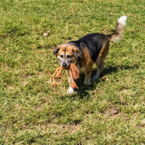 El Recorrido de mascotas por el Centro Histórico