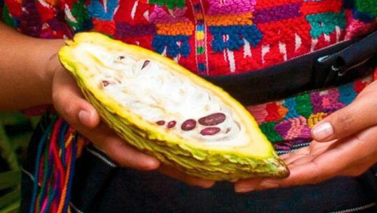 El cacao guatemalteco