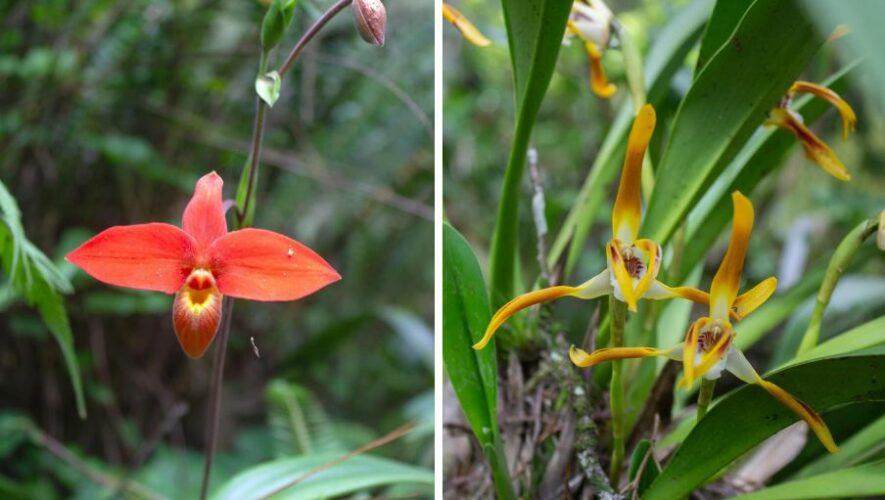 Exposici&oacute;n Nacional de Orqu&iacute;deas de Invierno 2024 en la Ciudad de Guatemala