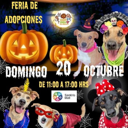 Feria de adopción en Sankris Mall en octubre 2024