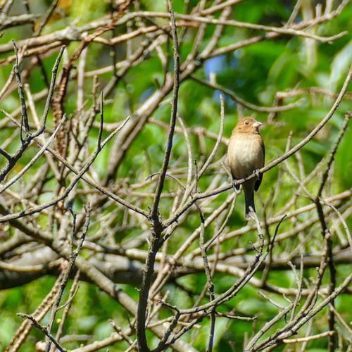 La Observación de aves en el Parque Naciones Unidas