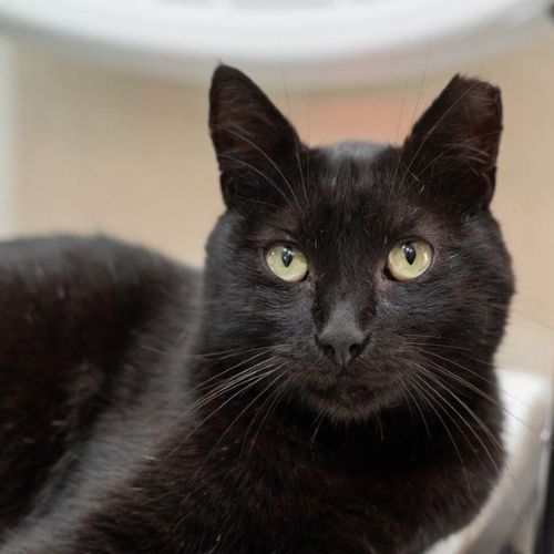 La castración felina para gatos negros en Guatemala