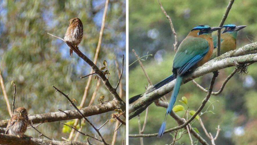 Observaci&oacute;n de aves en el Parque Naciones Unidas este 2024