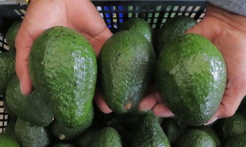 Aguacate Hass de Guatemala llegará a Estados Unidos