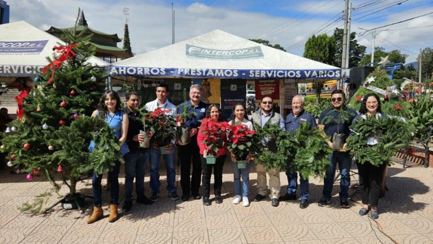 Gran venta de pinabete 2024 en Guatemala