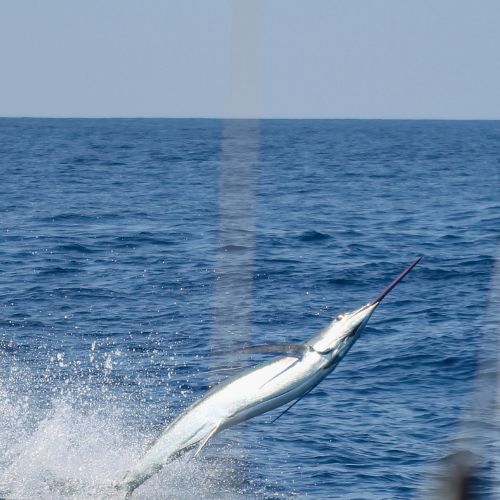 Pez marlin