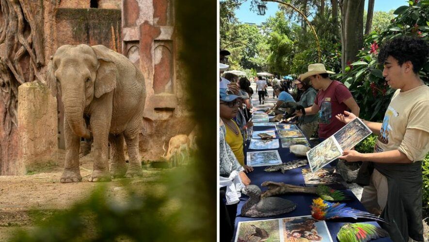 Desfile de aniversario en Zool&oacute;gico La Aurora 2024