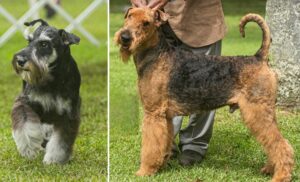 Expocan 2025 en Guatemala