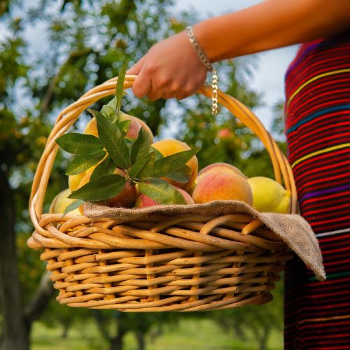 Un Tour de Floración del Melocotón 2025 en Salcajá