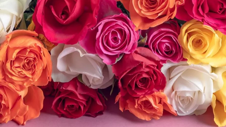 8 millones de rosas guatemaltecas exportadas Día del Cariño 2025