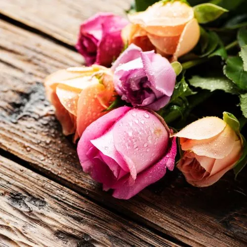 8 millones de rosas guatemaltecas exportadas en Día del Cariño 2025