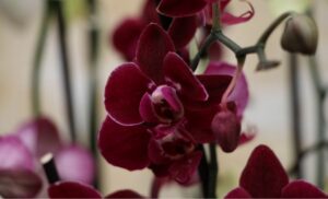 Exposici&oacute;n Nacional de Orqu&iacute;deas 2025 en Guatemala