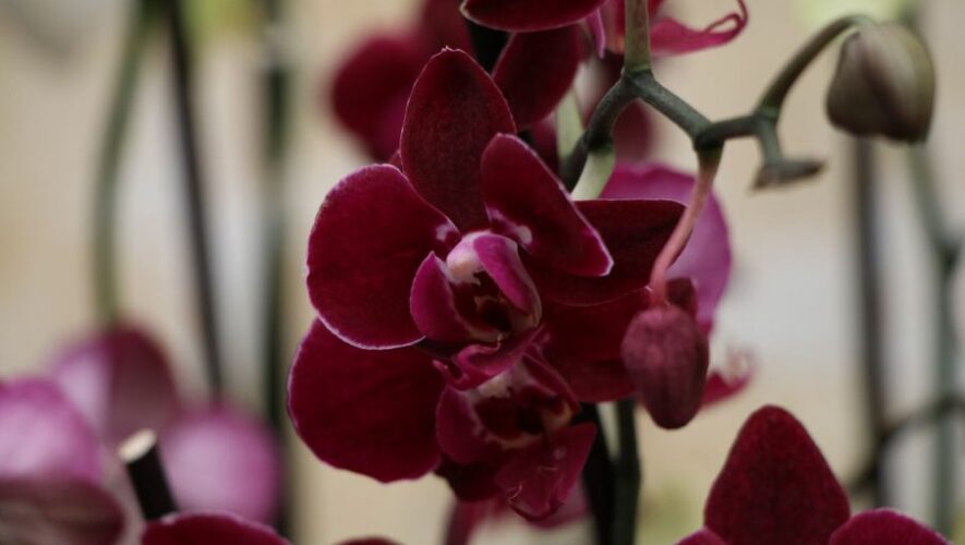 Exposici&oacute;n Nacional de Orqu&iacute;deas 2025 en Guatemala
