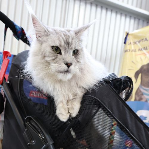 Un Pet Fest 2025 en Guatemala