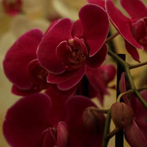 Una Exposición Nacional de Orquídeas 2025 en Guatemala