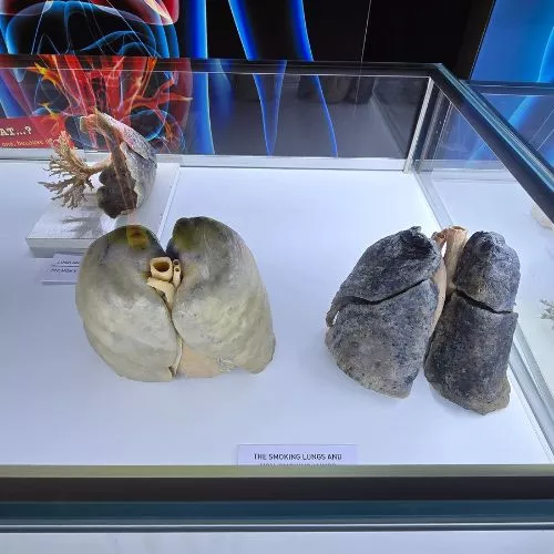 Exposición Bodies en Guatemala en 2025